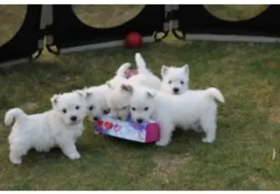 West Highland Terrier Pups Kc Registered