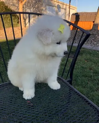 Beautiful Samoyed Puppies for sale