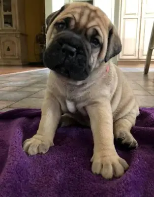 Kc Registered Pedigree Bullmastiff Puppies