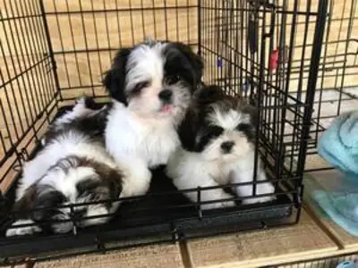 男性和女性