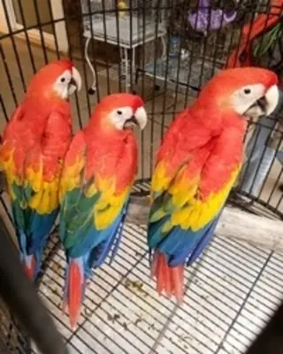 Gorgeous Macaw ready for a new home 