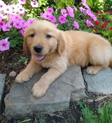 Stunning Goldern Retriever Puppies