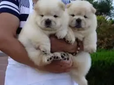 Chow Chow Puppies For adoption 