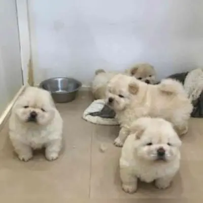 Chow Chow Puppies For adoption 