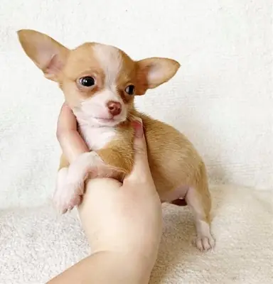待领养的吉娃娃幼犬