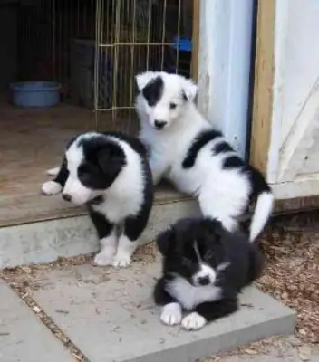Magnifiques chiots Border Collie