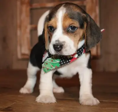 Stunning Beagle Puppies