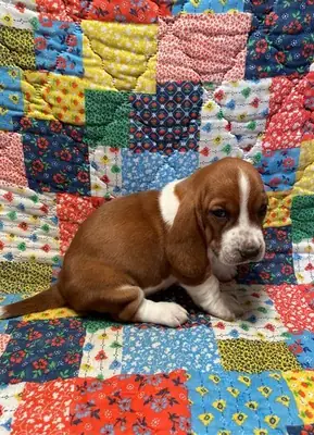 Basset Hound Puppies.