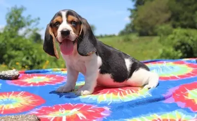 巴塞特猎犬幼犬。