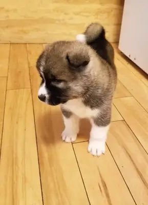 awesome Akita puppies male and females
