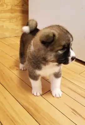 超棒的秋田幼犬，公母都有