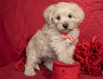 Maltipoo 2 Girl 1 Boy Available