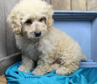 Miniature X Toy Poodle Boy Only Pra Clear