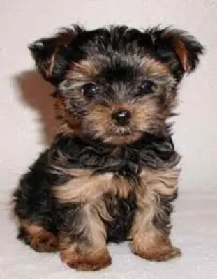 Miniature Yorkshire Terrier Puppies