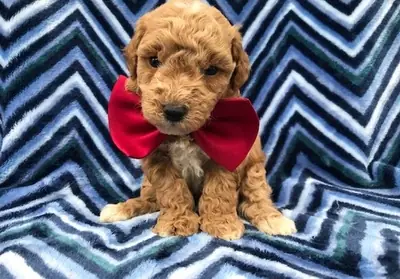 Kc Reg Miniature Poodle Puppies