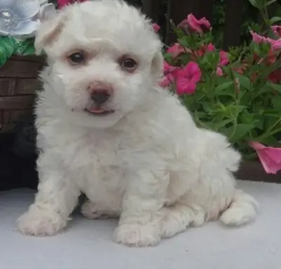 Bitchon Frise puppy for adoption