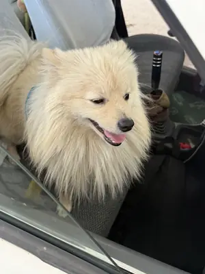 Es muy cariñoso y se lleva bien con los demás.