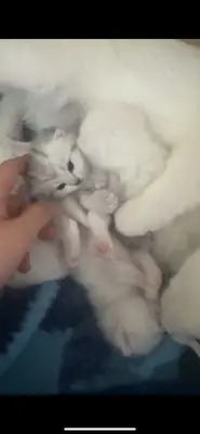 27 Mart Douğmlu Scottish Fold kediler