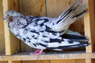 Oriental Roller Sahiplendirme | Çevik ve Hareketli