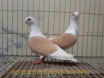 维也纳玻璃杯领养 | 平衡与和谐