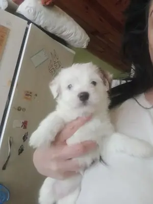 Энн Джек Баба Мальтезе
