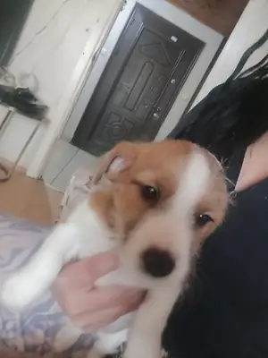 Anne Jack Russell TERİER baba maltais TERİER