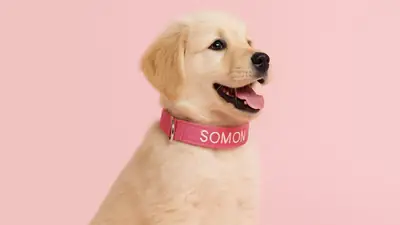 Golden Retriever Care Guide