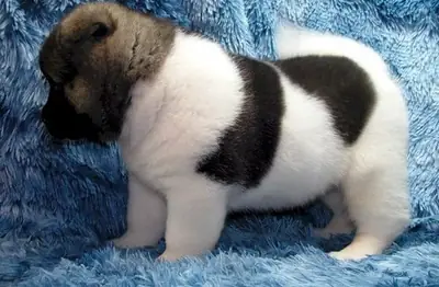 awesome Akita puppies male and females