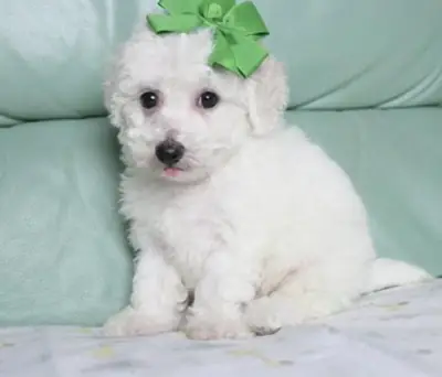 Bitchon Frise puppy for adoption