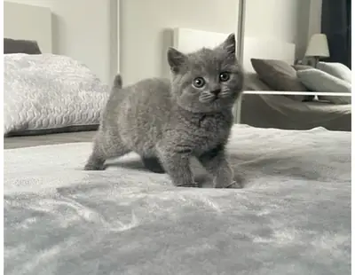 Gato británico de pelo corto de alta calidad