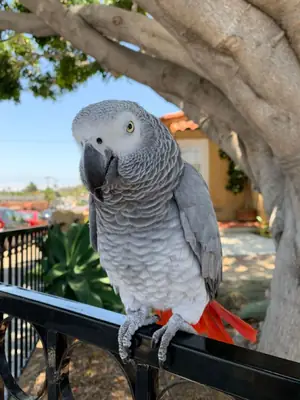 Loro gris africano (Psittacus erithacus)
