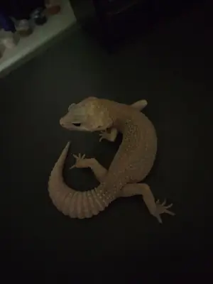 豹纹守宫 Eublepharis macularius