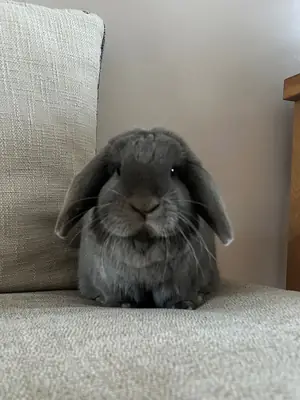 Docile male Holland Lop, ideal for families (easy handling)