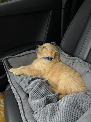 Golden Retriever saludable