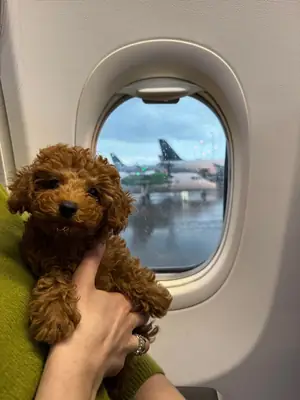 Caniche toy en adopción