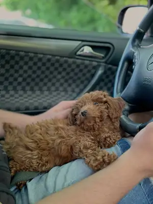 Cachorro de caniche sano