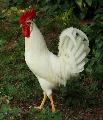 Gallo de Livorno