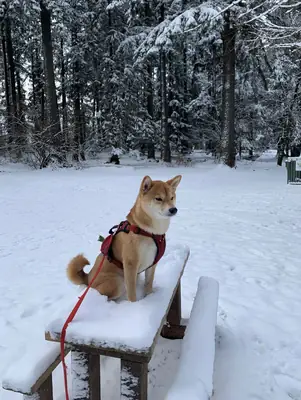 Shiba Inu с уравновешенным характером ищет дом