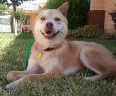 Nureongi — спокойная и выносливая собака в добрые руки