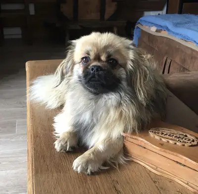 Тибетский спаниель — чувствительный и преданный друг