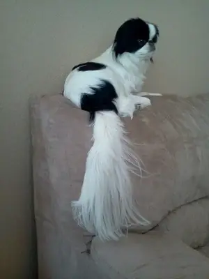 Japanese Chin — утончённый и ласковый компаньон