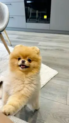 Pomerania de raza pura Boo