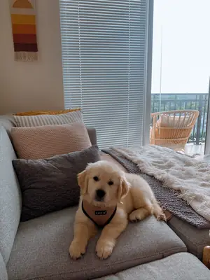 Cachorro de golden retriever