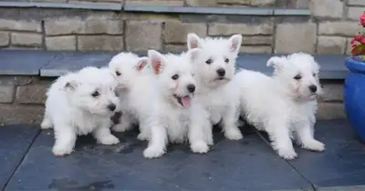 West Highland Terrier Pups Kc Registered