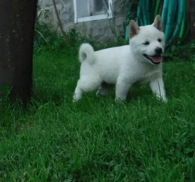 Japanese Shiba Inu  Puppies for sale