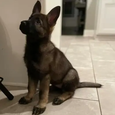 chiot Berger Allemand de race pure