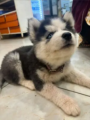 Husky de Sibérie aux yeux bleus