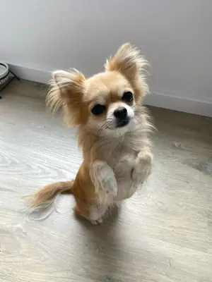 Chihuahua à poil court