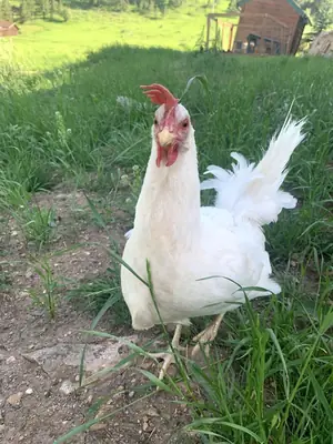 Leghorn chicken in good hands