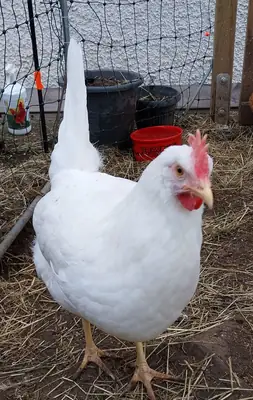 Leghorn for adoption